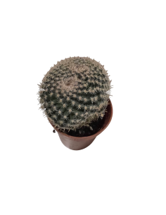 Cactus esférico en maceta